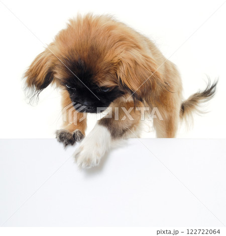 Puppy dog and blank sign Puppy dog and blank sign 122722064