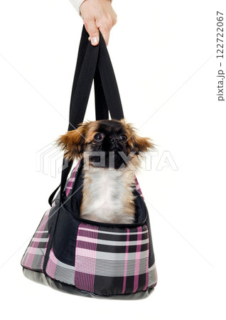 Puppy dog in bag Puppy dog in bag 122722067