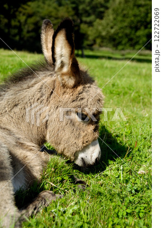 Sad donkey Sad donkey 122722069