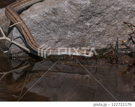 シマヘビ シマヘビ 122722176