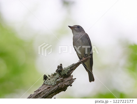 コサメビタキ 122722177