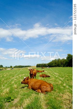 Cows on green grass 122722195