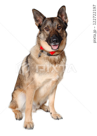 German shepherd dog on white background German shepherd dog on white background 122722197