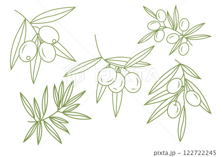 Set of olive branches with fruits in doodle style. Vector illustration isolated on white background. Set of olive branches with fruits in doodle style. Vector illustration isolated on white background. 122722245