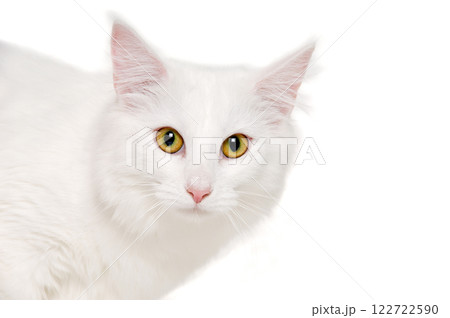 Face of a white cat on white background 122722590