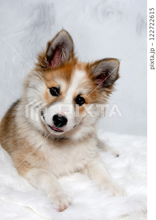 Norwegian lundhund dog 122722615