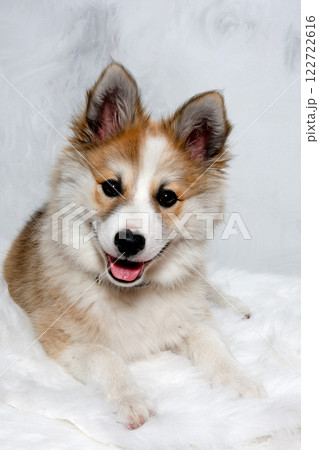 Happy Norwegian lundhund dog 122722616