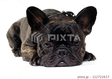 French Bulldog dog on white background 122722617