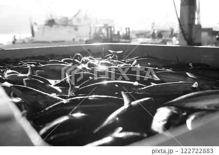 漁港に水揚げされた魚 漁港に水揚げされた魚 122722883