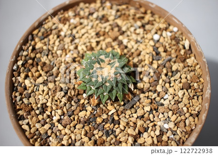 サボテン　アリオカルプス　姫牡丹 122722938