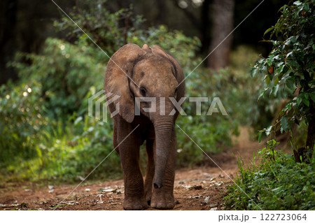 Kenya Photographers By Antony Trivet Photography 122723064