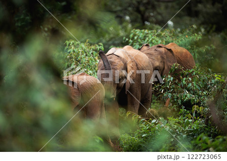 Kenya Photographers By Antony Trivet Photography Kenya Photographers By Antony Trivet Photography 122723065