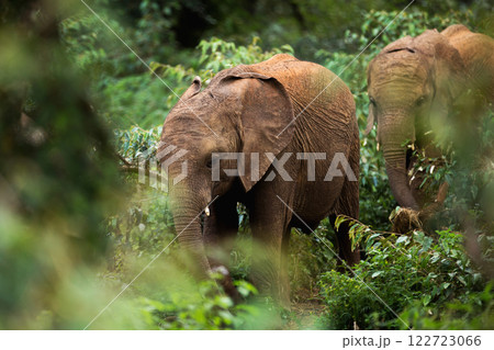 Kenya Photographers By Antony Trivet Photography Kenya Photographers By Antony Trivet Photography 122723066