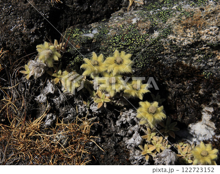 Pretty furry flowers growing high up in the Himalayas, Nepal. 122723152