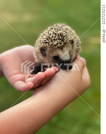 Little hedgehog in children's hands. 122723211