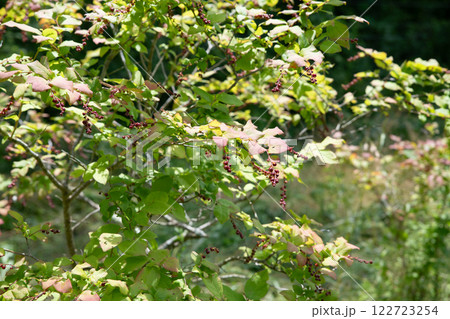 ナツハゼの実 122723254