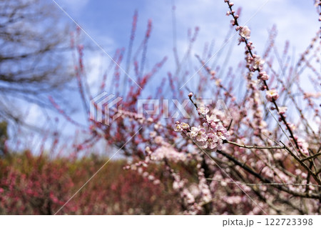 青い空と竹林と紅梅咲く早春風景 122723398