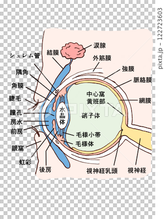 眼睛的解剖結構 | 視神經、角膜和水晶體的結構 122723603
