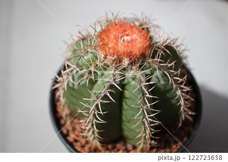 サボテン　メロカクタス　マタンザナス 122723638