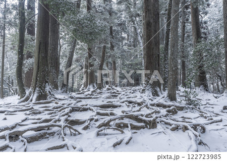 鞍馬寺　奥の院参道　雪に埋もれた木の根道 122723985