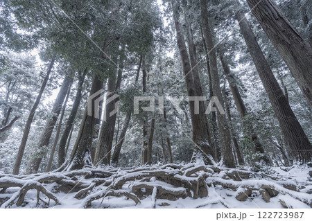 鞍馬寺 奥の院参道 雪に埋もれた木の根道 鞍馬寺 奥の院参道 雪に埋もれた木の根道 122723987