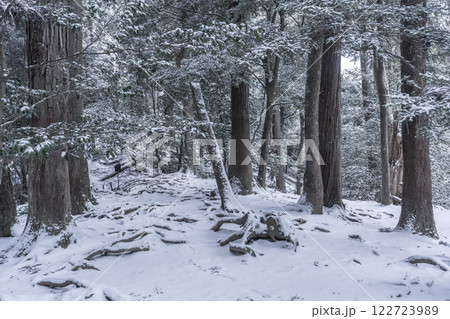鞍馬寺　奥の院参道　雪に埋もれた木の根道 122723989
