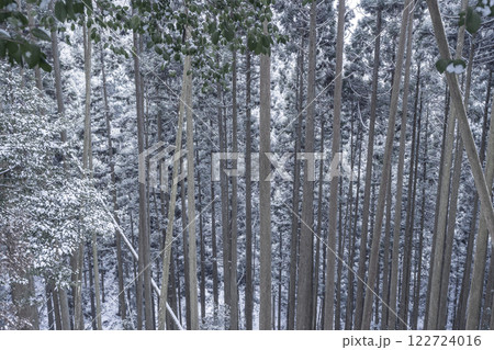 奥の院参道　冬の鞍馬貴船トレイル　杉の森 122724016