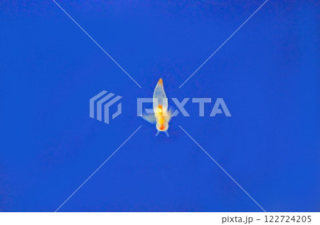 クリオネ　水族館 122724205