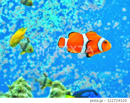 水族館のサンゴ礁、カクレクマノミ 水族館のサンゴ礁、カクレクマノミ 122724320