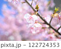春の訪れを知らせる河津桜 122724353