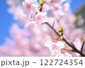春の青空に映える河津桜 122724354