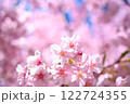 春の陽光に輝く満開の桜 122724355