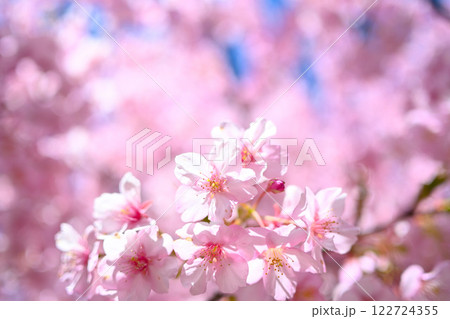 春の陽光に輝く満開の桜 122724355