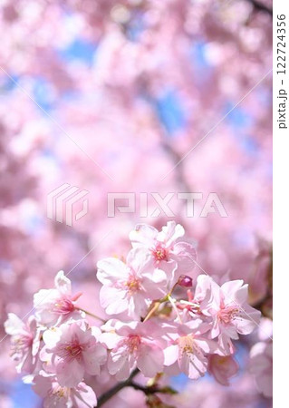 春の青空に映える桜 122724356
