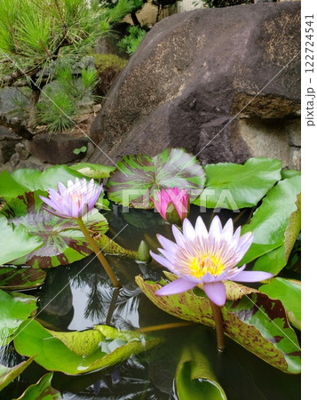 水面に浮かぶピンク色の睡蓮の花 水面に浮かぶピンク色の睡蓮の花 122724541
