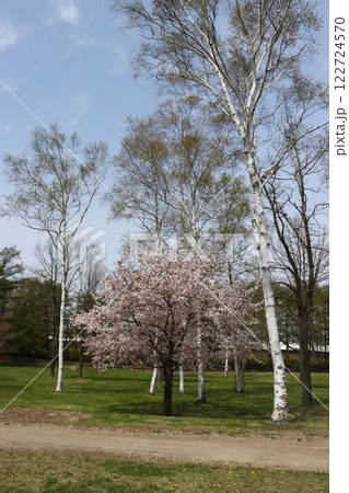 ノーザンホースパーク 桜と白樺の樹 122724570