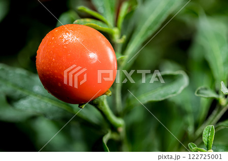 Vibrant Orange Jerusalem cherry Berries on black background 122725001