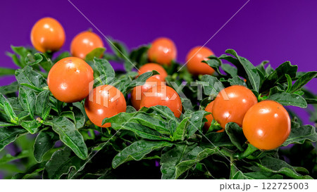 Vibrant Orange Jerusalem cherry Berries on purple background 122725003