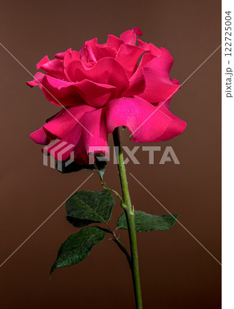 Beautiful Red Rose on brown Background 122725004