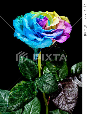 Vibrant Rainbow Rose on black background 122725017