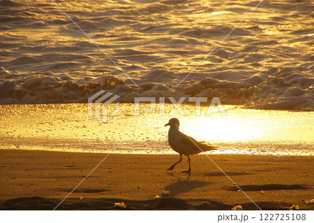 砂浜で陽の光とカモメ 122725108
