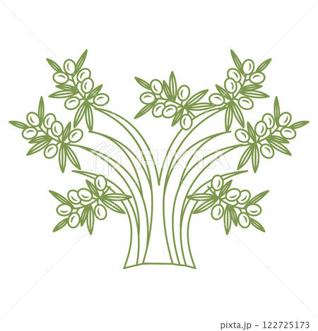 Olive tree in doodle style. Vector illustration isolated on white background. 122725173