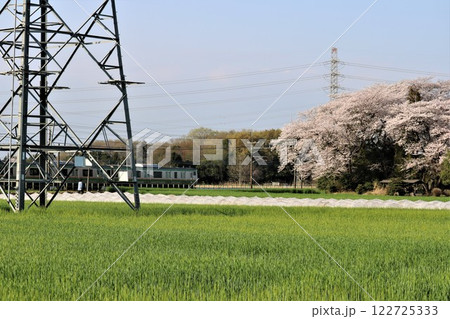 田んぼの中を通る送電線と満開の桜　電車 122725333