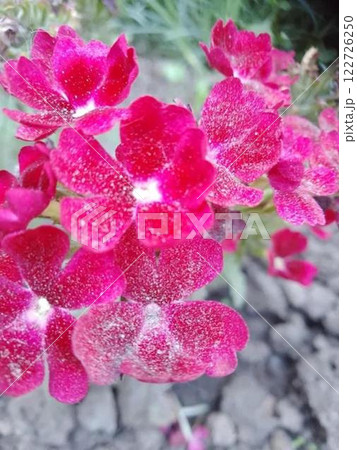 Bright pink flowers covered in fine dust. Bright pink flowers covered in fine dust. 122726250