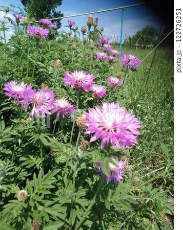 Blooming purple flowers in a green meadow under a sunny sky Blooming purple flowers in a green meadow under a sunny sky 122726251