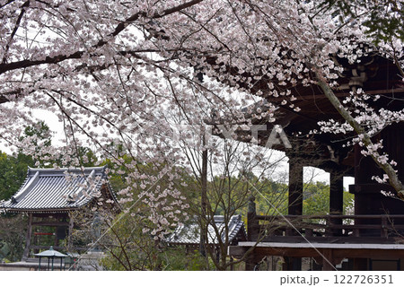 桜が咲く光明寺の御影堂 122726351