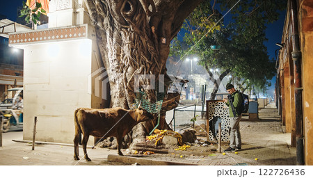 Jaipur, Rajasthan, India. Cow Eat Marigolds At Street. Marigolds Flowers For Hindu Religion Rituals. Night City Life. Every Day Life Of India. Marigolds Flowers Strung On Thread. European Tourist 122726436