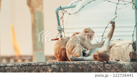Jaipur, Rajasthan, India. Three Monkeys Sitting Near Water Tank. Water Tank Is Surrounded By Barbed Wire To Keep Out Monkeys. Monkeys Combing Each Other For Fleas. Every Day Life Of India. Bonnet 122726441