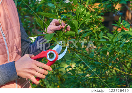 Landscaping.Trimming with scissors secateurs green branches tree.Garden care 122726459