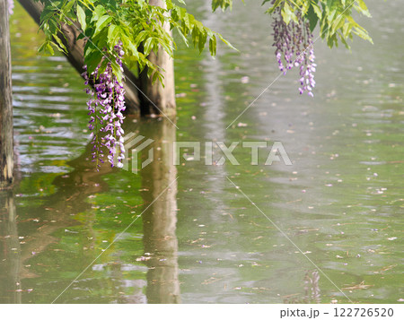 池の水面と藤棚から垂れる藤の花 池の水面と藤棚から垂れる藤の花 122726520